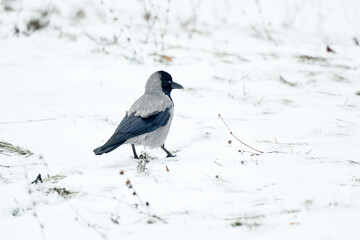 bird on the branch