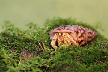 A hermit crab is walking slowly on a rock covered with moss. This animal whose habitat is on the edge of a sandy beach has the scientific name Paguroidea sp.