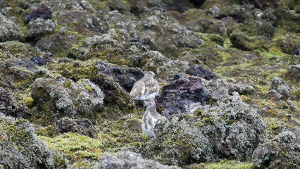 Vue aérienne panoramique de la chaîne de volcan Laki, désert de montagne de mousse, Islande
