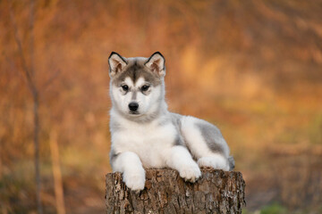 Malamute Husky Pomsky puppy lies on a tree. Autumn background