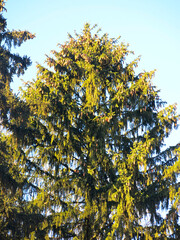 fir tree with cones on a blue sky background