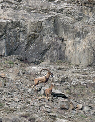 herd of mountain goats wandering over rocky terrain.turkey