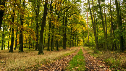 Autumn atmosphere in the nature reserve Pravy, Czech Republic.