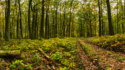 Autumn atmosphere in the nature reserve Pravy, Czech Republic.