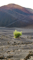  volcan mont Teide au Parc national del Teide et Roques de García, Ténérife, Espagne
