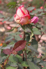 pink colored rose plant on farm