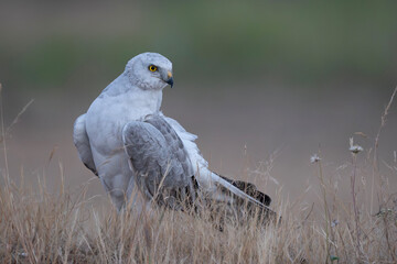 Pallid harrier preening itself at Bhigwan grassland 