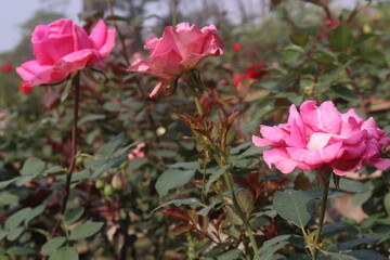 pink and yellow colored Chrysanthemum flower plant