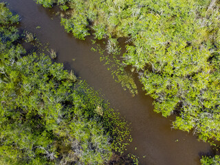 Vue aérienne au drone professionnel du parc naturel Everglades avec suivi d’un airboat sur rivière, Floride, USA
