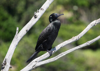 Little Black Cormorant