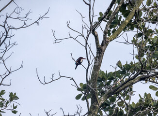 Pied kingfisher in the wild at dawn looking for food in the country of Thailand