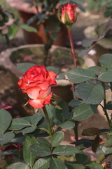 pink colored rose plant on farm