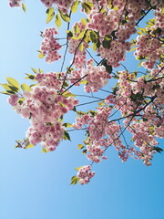 Blooming Pink Cherry Blossoms Against a Clear Blue Sky