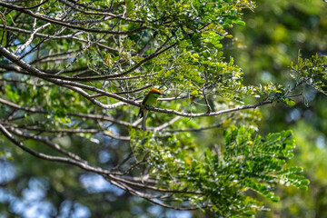 Golden Bee-eater in the wild at dawn looking for food in the country of Thailand