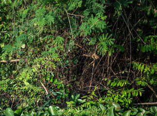 indian yellow heron in the wild at dawn looking for food in the country of thailand
