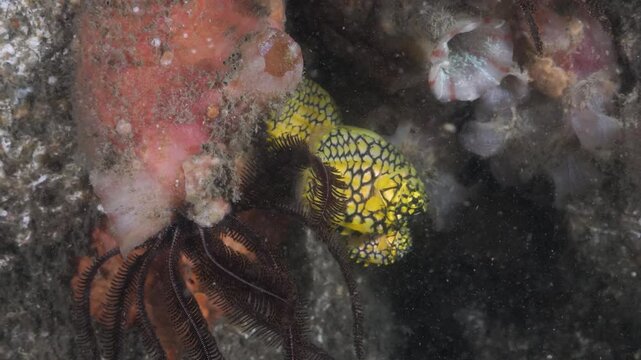 Family of Australian Pineapple Fish lit up by a scuba divers underwater light deep below the ocean surface. Marine science