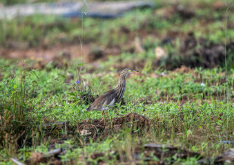 indian yellow heron in the wild at dawn looking for food in the country of thailand