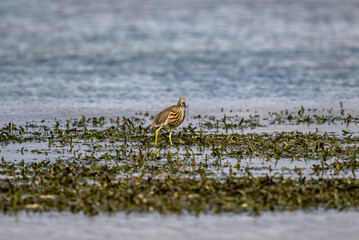 indian yellow heron in the wild at dawn looking for food in the country of thailand