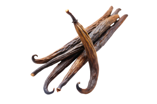 Vanilla bean fruit isolated on transparent background. png