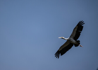 Obraz premium Indian openbill stork in the wild at dawn looking for food in Thailand