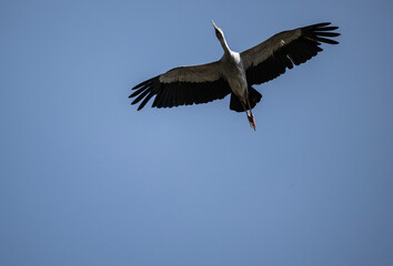 Indian openbill stork in the wild at dawn looking for food in Thailand