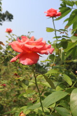 red colored rose plant on farm