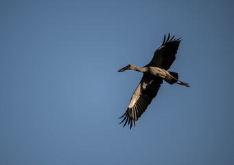 Indian openbill stork in the wild at dawn looking for food in Thailand