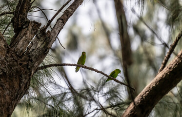 Indian ringneck parakeet in the wild at dawn looking for food in Thailand