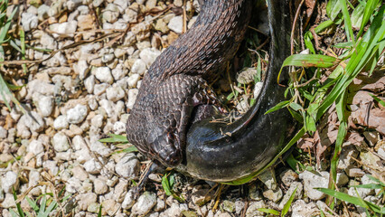serpent, Floride, Everglades, reptile, faune, nature, marais, habitat, prédateur, animal sauvage, serpent d'eau, serpent à bandes, serpent noir, serpent mocassin d'eau, serpent à ventre rouge, serpent