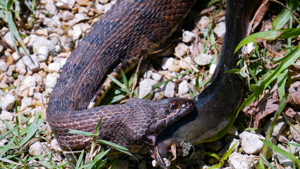 serpent, Floride, Everglades, reptile, faune, nature, marais, habitat, prédateur, animal sauvage, serpent d'eau, serpent à bandes, serpent noir, serpent mocassin d'eau, serpent à ventre rouge, serpent
