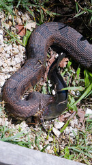 serpent, Floride, Everglades, reptile, faune, nature, marais, habitat, prédateur, animal sauvage, serpent d'eau, serpent à bandes, serpent noir, serpent mocassin d'eau, serpent à ventre rouge, serpent