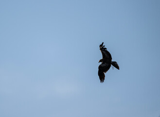 predator buzzard in natural conditions at dawn in search of game in the country of Thailand