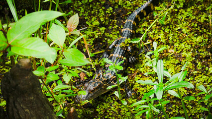 Everglades, Floride, USA
