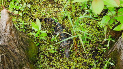 Everglades, Floride, USA
