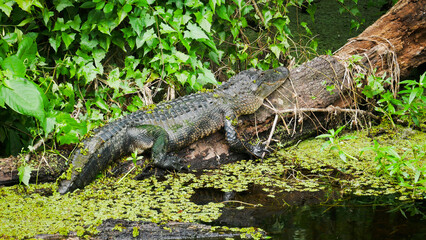 Everglades, Floride, USA
