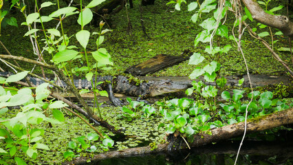 Everglades, Floride, USA
