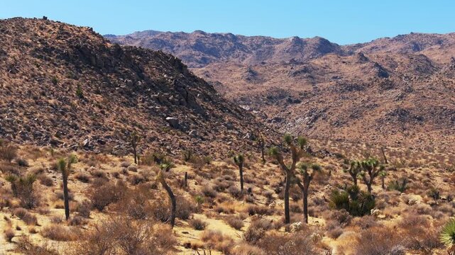 Yucca trees Joshua Tree National Park California aerial drone trail Mohjave Colorado desert fortynine Palm Oasis morning blue sky fall autumn October November rugged rock formation forward pan up