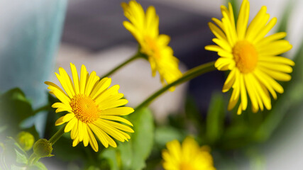 chamomile. blooming bright yellow daisy flowers. Beautiful golden flower on green grass . Freshness concept, warm summer time. beautiful flower background