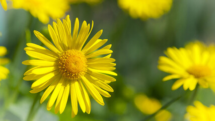 beautiful delicate yellow chamomile flowers, on a green background. large flower of field daisy. yellow flowers on the flowerbed. floral background. yellow chamomile in spring or summer, in the sun.
