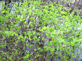 bright small green leaves on a bush in spring