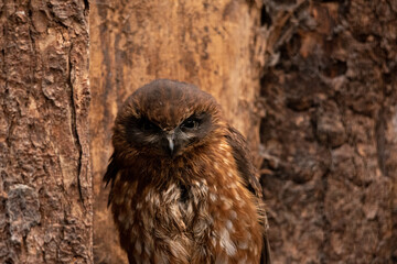 tawny owl portrait black eyes