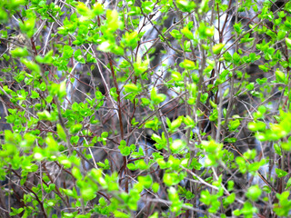 bright small green leaves on a bush in spring