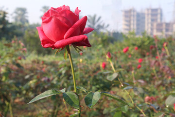red colored rose plant on farm