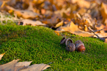 the acorn lies on the green moss of the autumn forest. early spring in the forest. a group of acorns, green forest moss and dry leaves. close-up, natural background and place for text