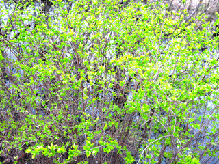 bright small green leaves on a bush in spring