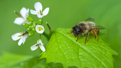 small white flowers and a bee sitting on a green leaf. spring background. ant and bee are sitting on a green leaf. green leaves and small white forest flowers. close-up, macro photography of nature