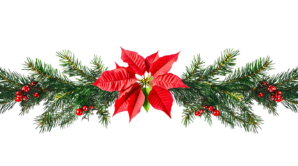 Christmas tree branches and red poinsettia flower in a holiday line arrangement isolated on white or transparent background
