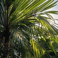 Skyward Splendor: Syagrus Palm Fronds in Majestic Display
