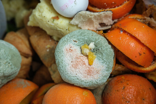 Verschimmelte Mandarine in der Schale