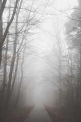 waldweg im nebel
